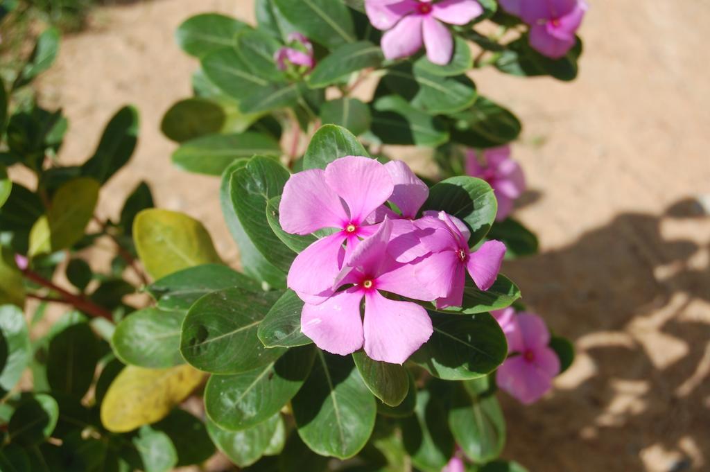 Pousada Janela Da Cor Jijoca de Jericoacoara Ngoại thất bức ảnh